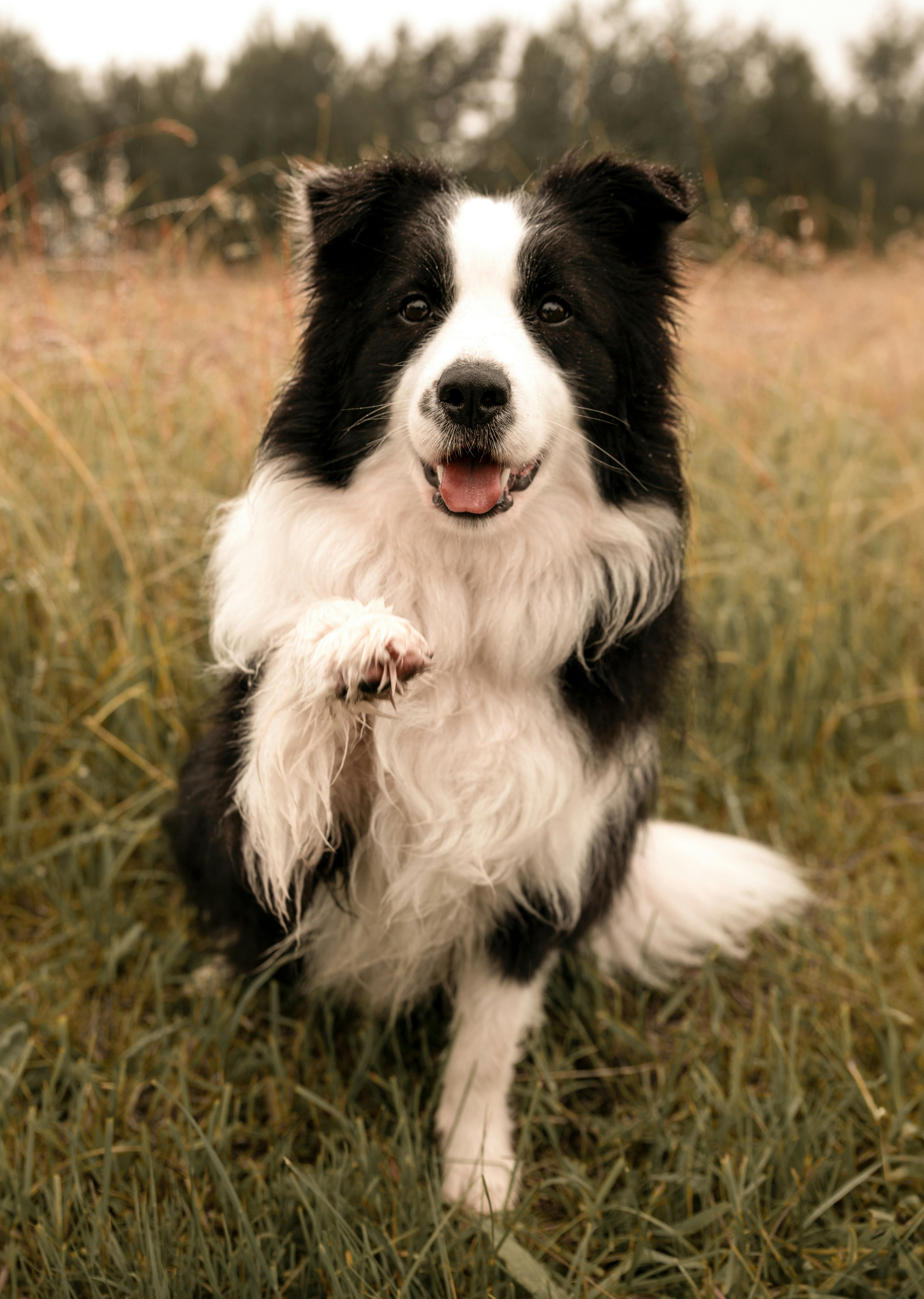 Your pet — the muse